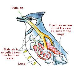 The Myth of Bird Evolution (Part 1/2) The-Myth-of-Bird-Evolution-3