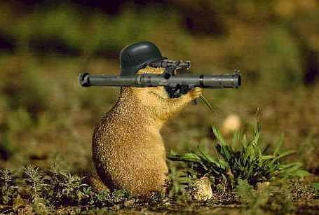Затапи снимката на предишния Armed-squirrel