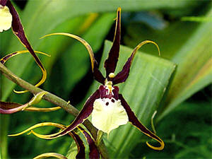 " VOS PASSIONNES" - Page 3 Orchidee%20brassia%203