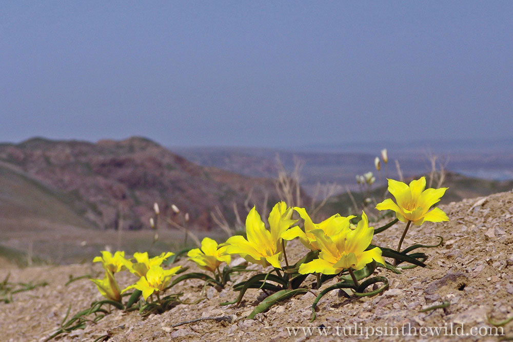 Semis de Tulipa 21_Tulipa_kolpakowskiana_slide