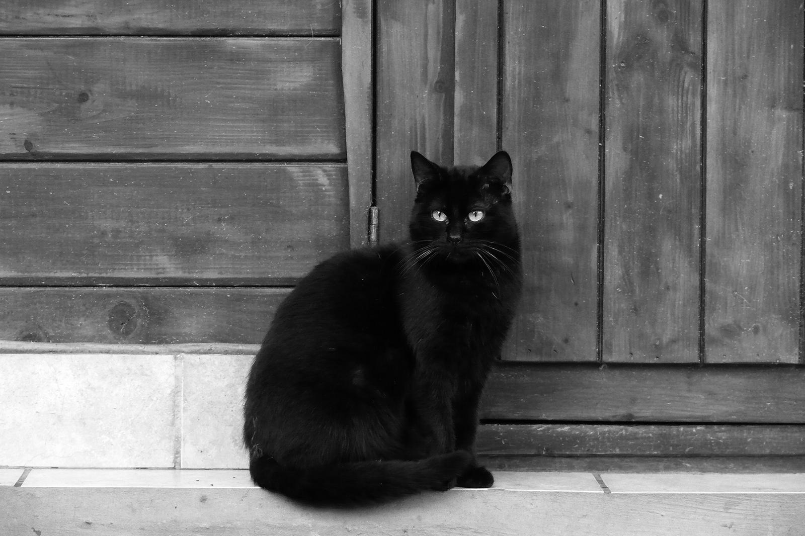 Les chats noirs Mustakissa2