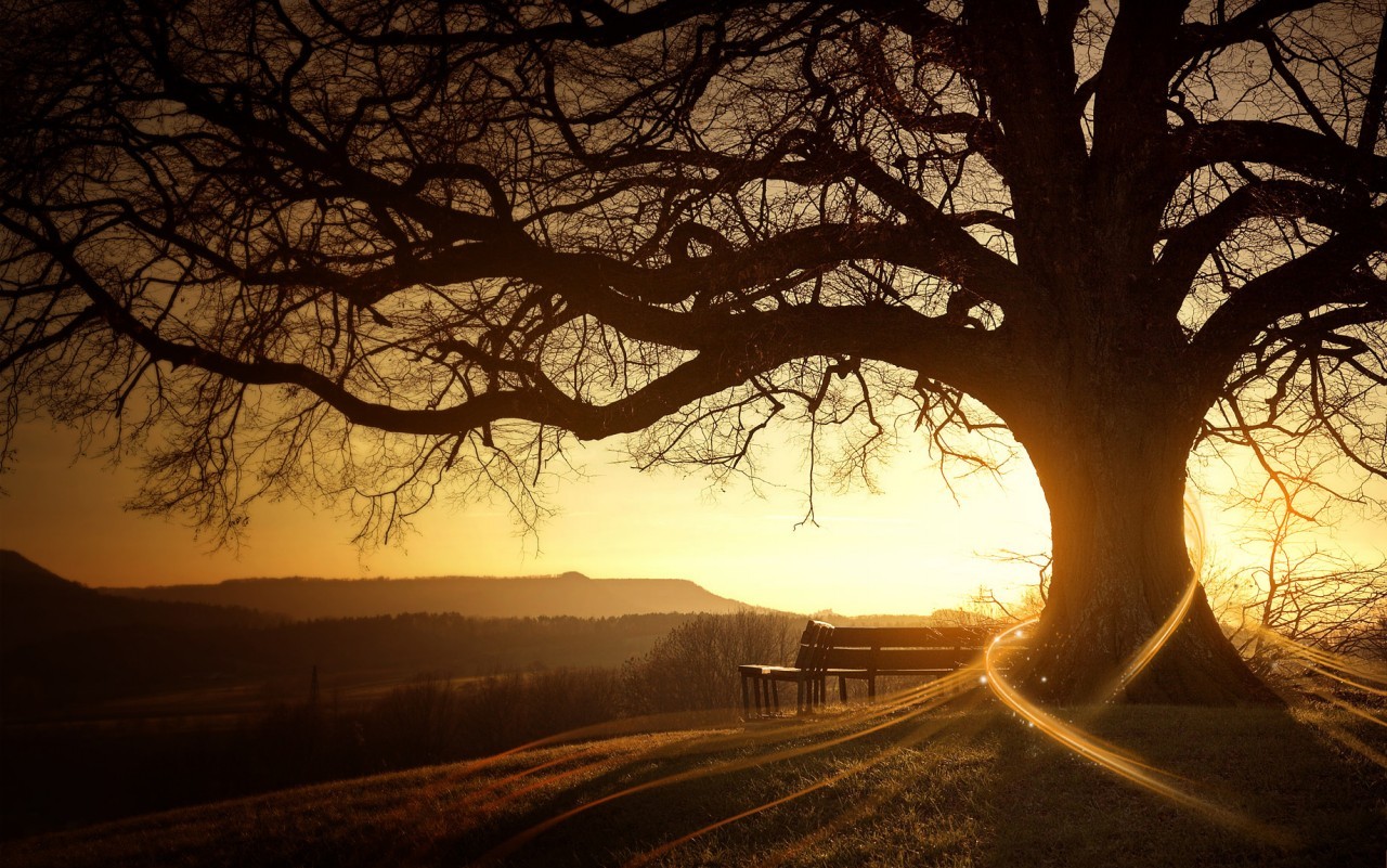 abrazar un arbol re-equilibra nuestras energias - Página 2 Arboles