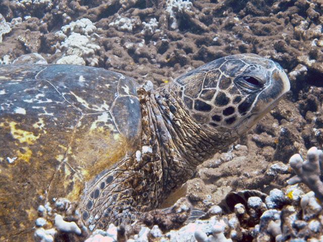 للسلاحف البحرية Marine Turtles 2004dive04-0032s