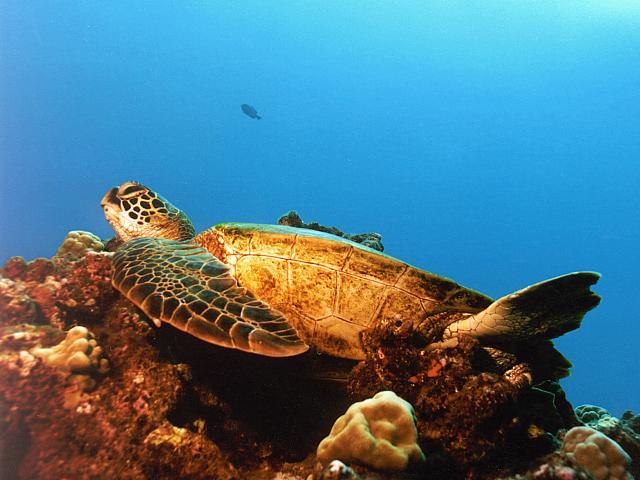 للسلاحف البحرية Marine Turtles Fdakine