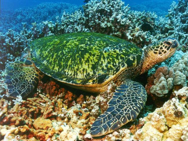 للسلاحف البحرية Marine Turtles Fkaula