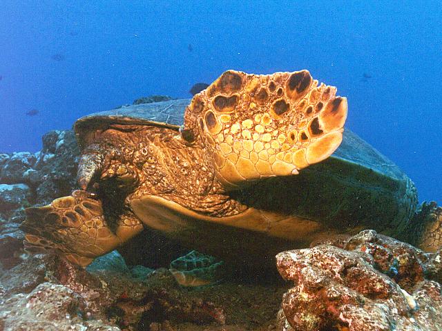 للسلاحف البحرية Marine Turtles Fmctag