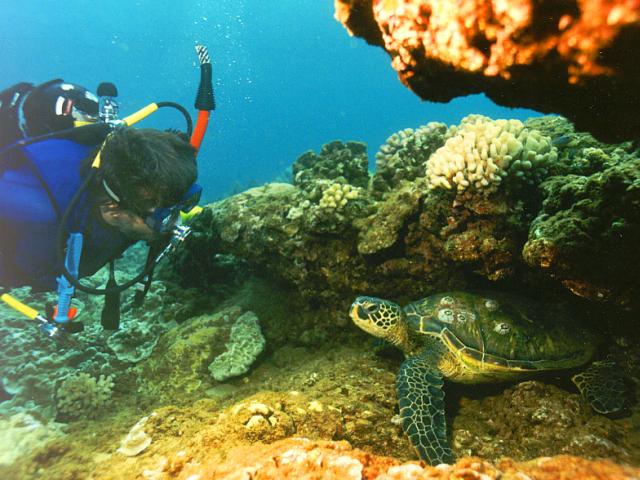 للسلاحف البحرية Marine Turtles Fpolzb