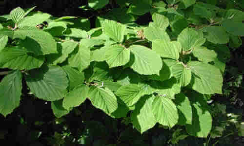 Hamamelis (Hamamelis virginiana) Hamamelis