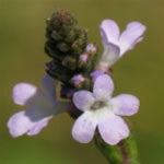 Verbena. Verbena-officinalis-3a