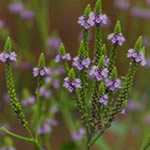 Verbena. Verbena-officinalis-4a