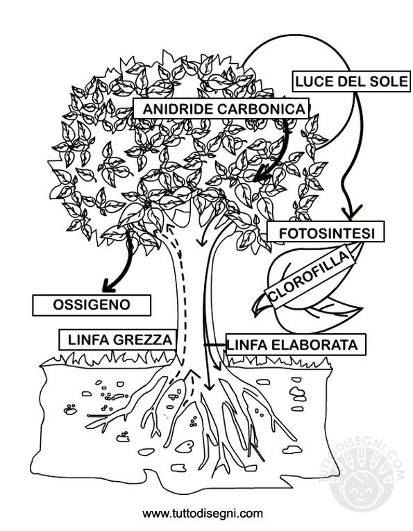 la FOTOSINTESI CLOROFILLIANA - II/III classe primaria Fotosintesi-clorofilliana