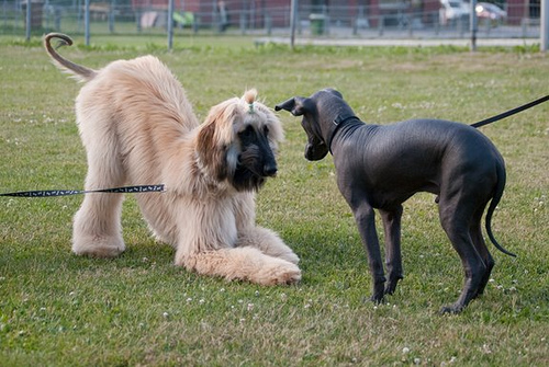 IL Cane...Tutte le razze Cani-di-razza