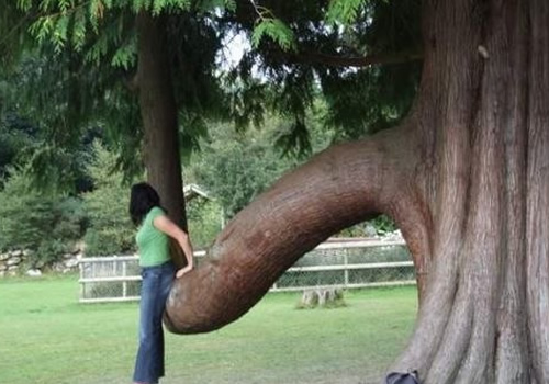 Histoire ........ marrante ( peut-être ) du moins pour moi  Forme-penis-arbre