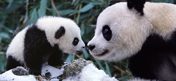 L'amour maternel chez les animaux 3(Très belles photos et citations) Maman-Panda-et-son-petit