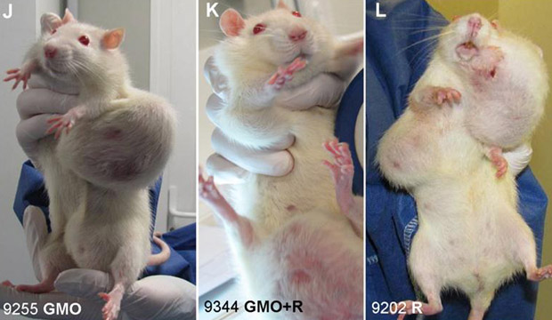                           OGM Rats-OGM-poisons
