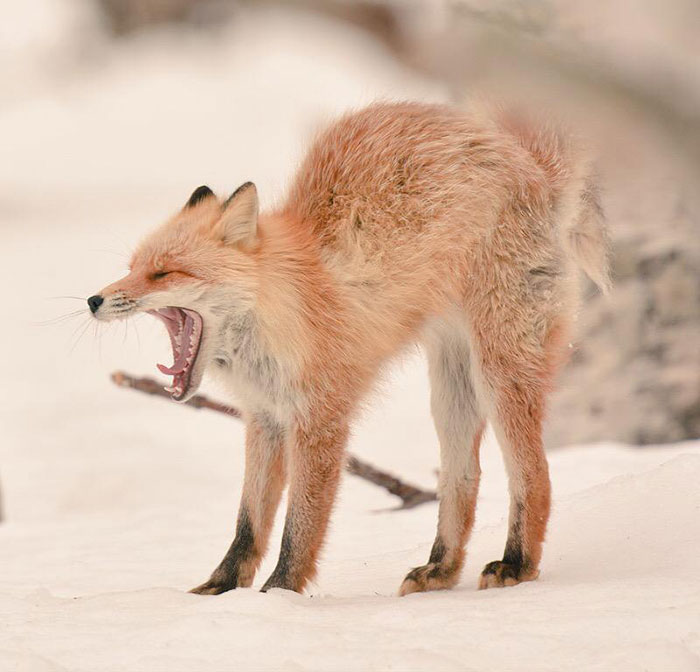 7 animaux adorables que l’on ne retrouve que sur l’île de Hokkaido au Japon Photo-hokkaido-renard-roux