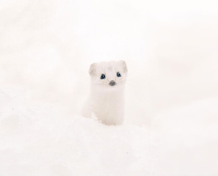 7 animaux adorables que l’on ne retrouve que sur l’île de Hokkaido au Japon Photo-lizuna-hokkaido-japon
