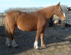 smithsons ranch 2004dutchess