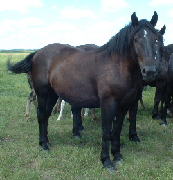 smithsons ranch 2004feather