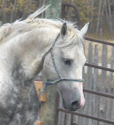 smithsons ranch 2006quincyheadshot