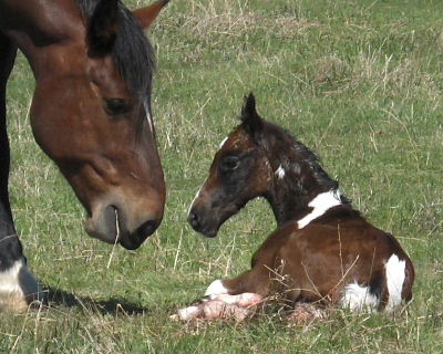 smithsons ranch 07ghostxquincyfilly3