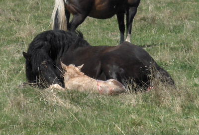 smithsons ranch 07maplexbuckcolt2