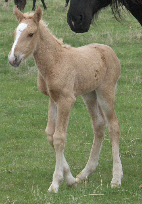 smithsons ranch 07maplexbuckcolt9