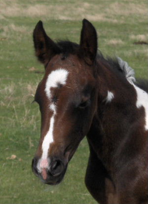 smithsons ranch 07ghostxquincy7headshot