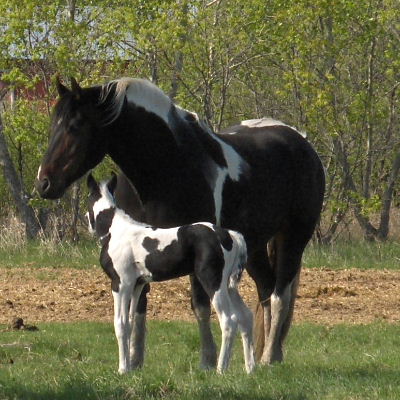 smithsons ranch 07jazzxquincycolt15