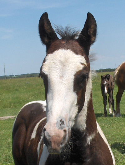 smithsons ranch 07jazzxquincycolt25