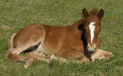 smithsons ranch 07queeniexpeacetimecolt21