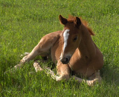 smithsons ranch 07queeniexpeacetimecolt28