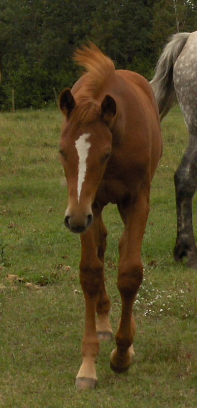 smithsons ranch 07queeniexpeacetimecolt32