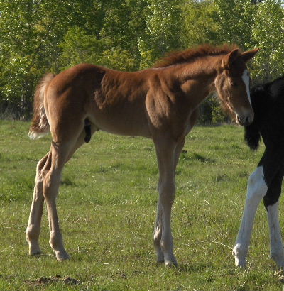 smithsons ranch 07queeniexpeacetimecolt8