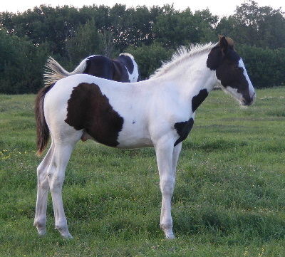 smithsons ranch 08magpiexmosaiccolt11