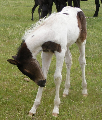 smithsons ranch 09eclipsexmosaiccolt13