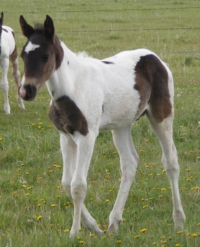 smithsons ranch 09eclipsexmosaiccolt14