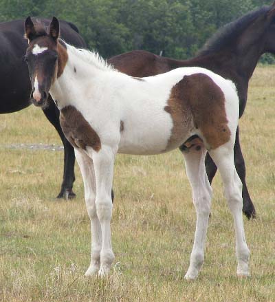 smithsons ranch 09eclipsexmosaiccolt17