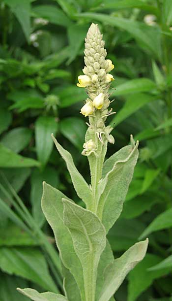 موسوعة لجميع الاعشاب  مرتبة ترتيبا ابجديا Mullein