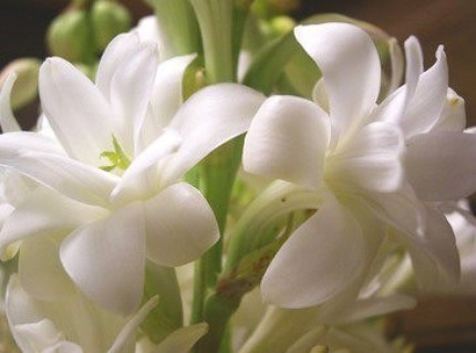  المسك الرومي Tuberose2