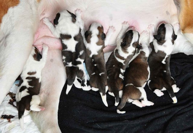 Bernardinec [St.Bernhardshund,Saint Bernard Dog] Boys2