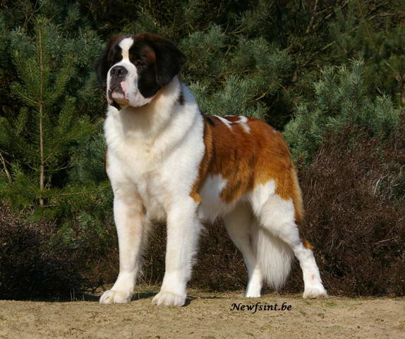 Bernardinec [St.Bernhardshund,Saint Bernard Dog] Chaos1