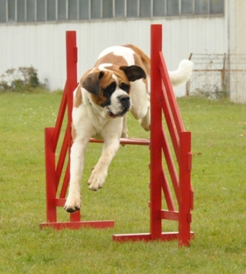 Bernardinec [St.Bernhardshund,Saint Bernard Dog] Daja1