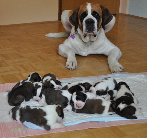 Bernardinec [St.Bernhardshund,Saint Bernard Dog] Tyronica%20family