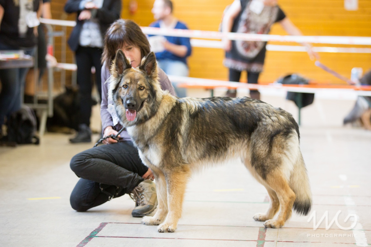 L' Altdeutsche Schäferhunde PF3C7806