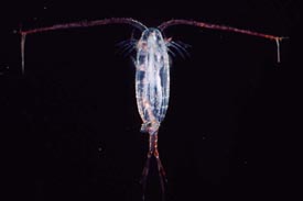 Common LR Hitchhikers Copepod04