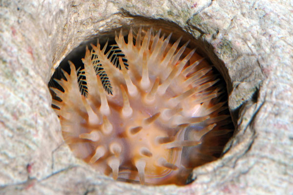 Echinosquilla guerinii E_guerinii1