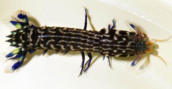 Gonodactylaceus graphurus G_graphurus1