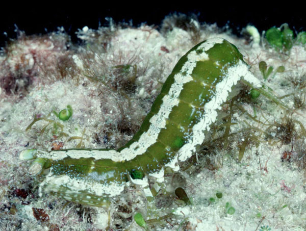 Pseudosquilla ciliata P_ciliata1