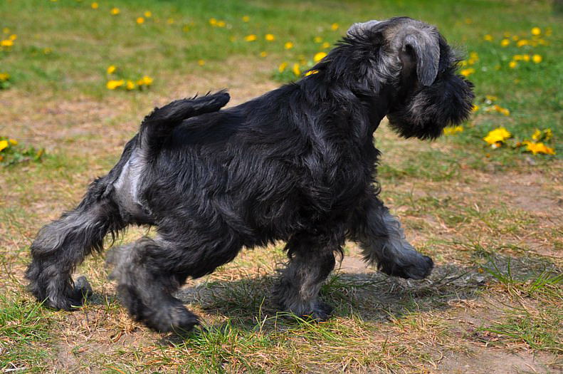 "Z" Ugly Duckling - Minuteman Natural Talent x Kalokaghatia Knizete Sternenhocha - Page 2 Lava_DSC_0336